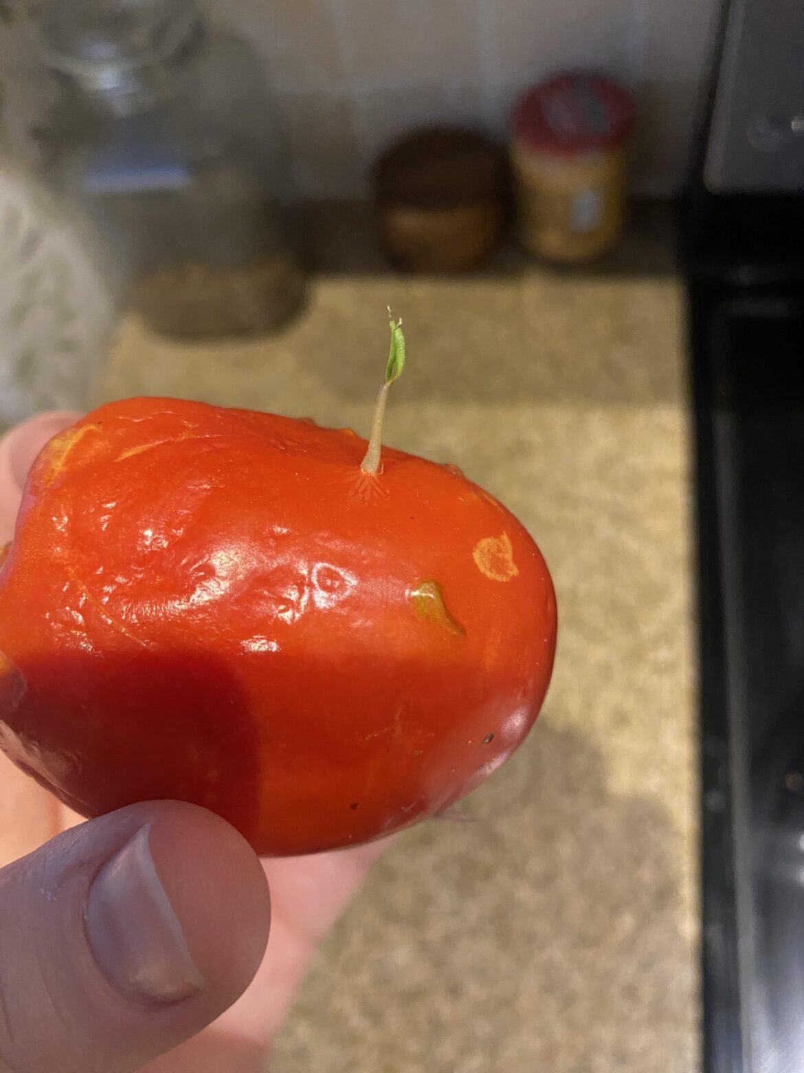 Will this store bought tomato grow?