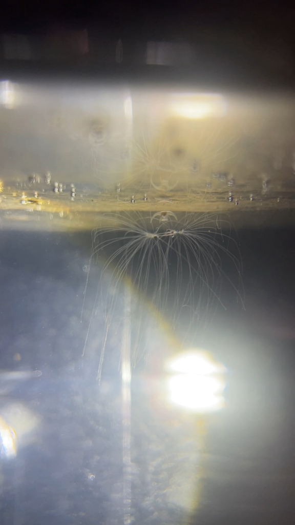 Jellyfish jar - a critter swims into a tentacle and gets zapped, sinks