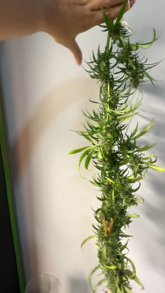 It was too heavy for me to film with one hand