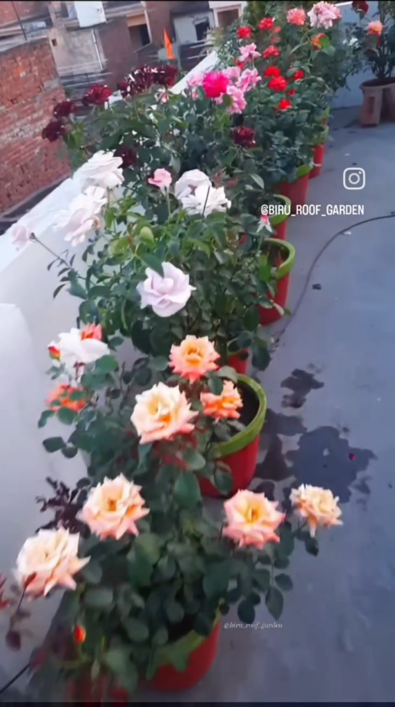 Our garden flower..