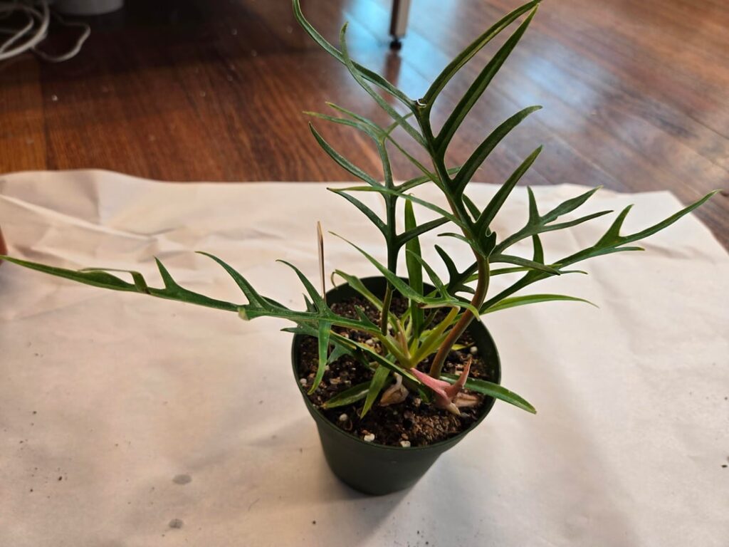 Cool little shop, lots of philos!