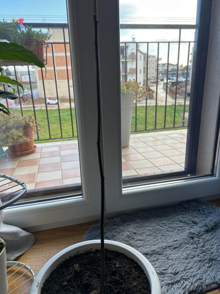 Un consiglio per il mio avocado