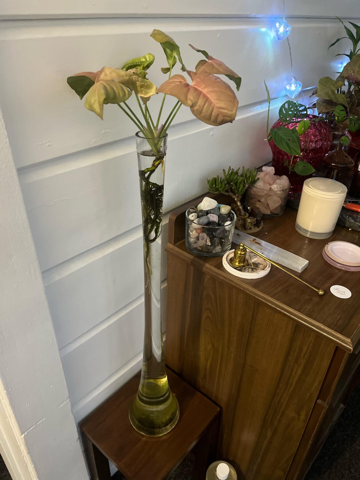 How to get rid of algae?