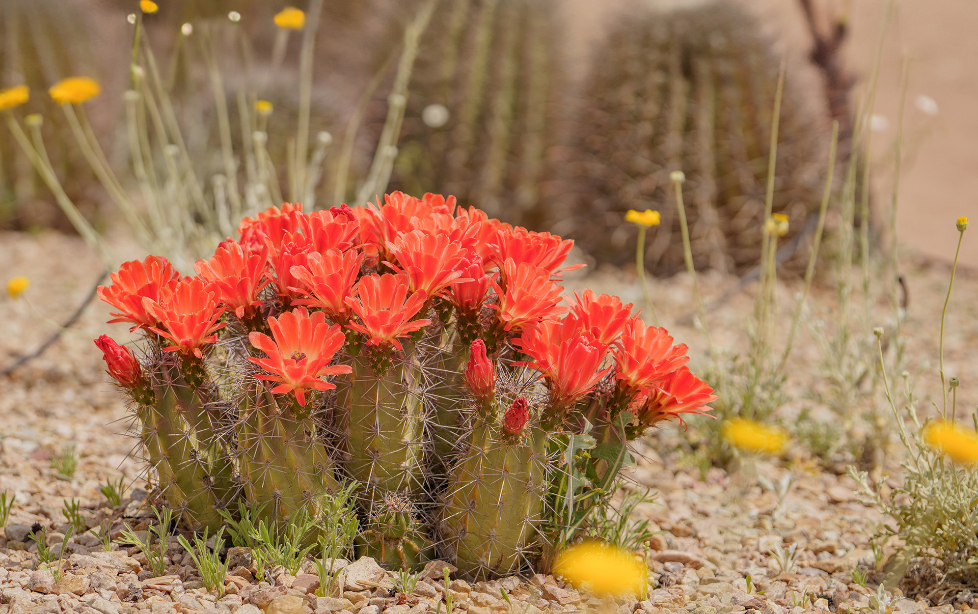 claret cup cactus