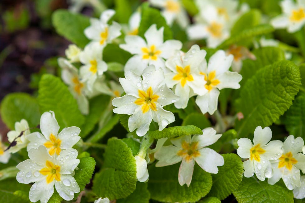 close up of primroses flowers that attract bees