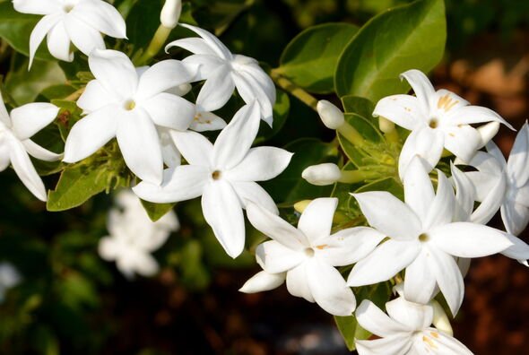 Close-up of white flowering plants in park