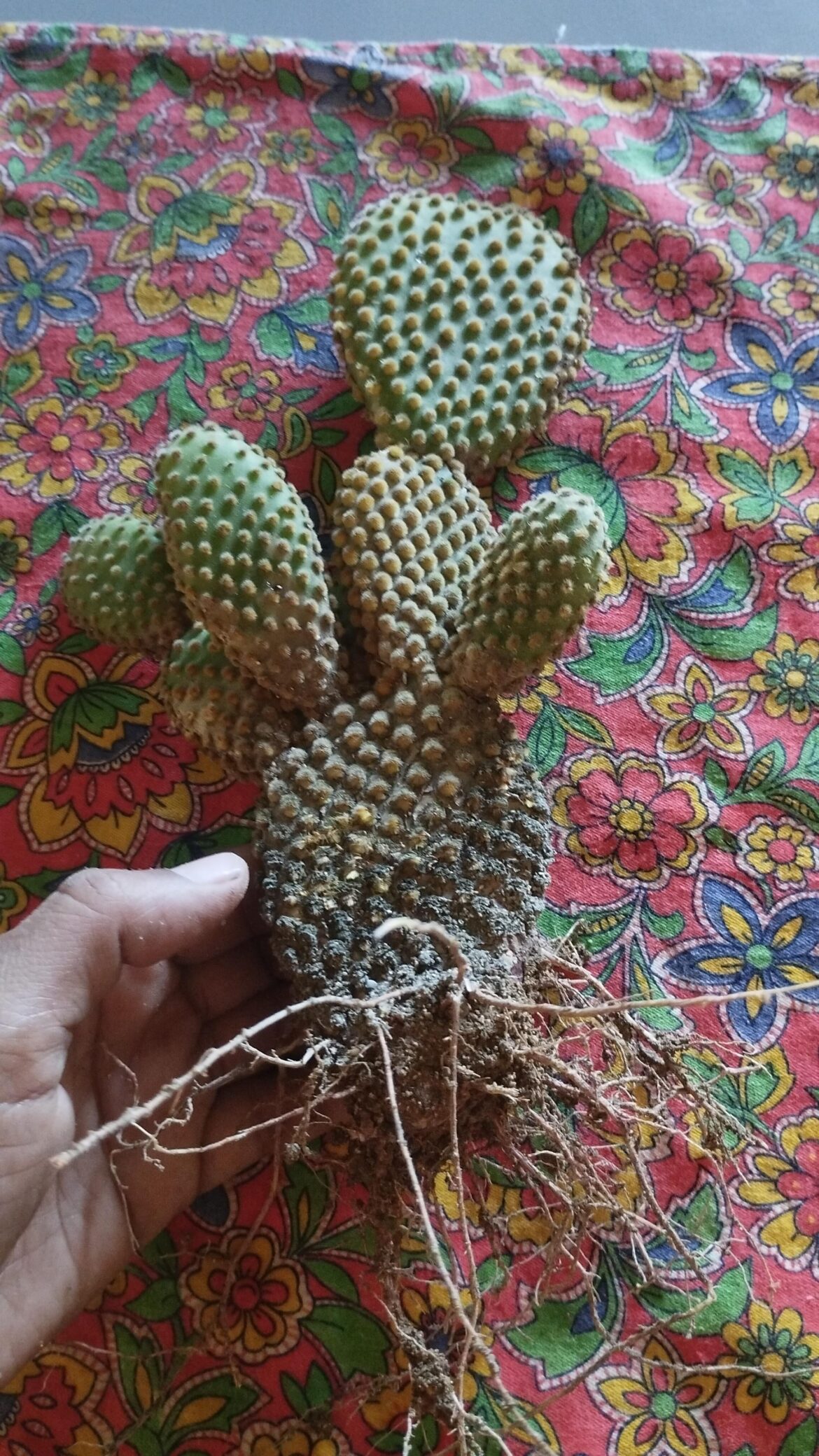 What's wrong with him? I decided to transplant him and he seems kind of strange.