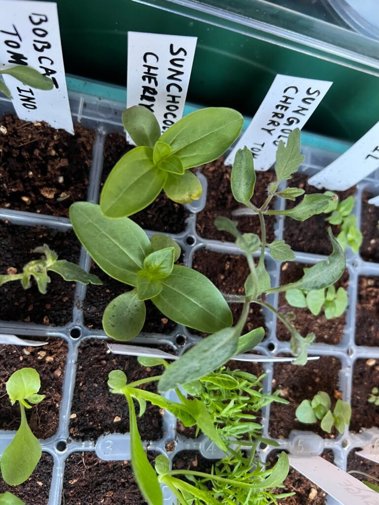 Starting the new year strong! Plant ID? 😅