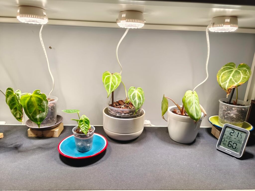 Anthuriums and P. Gloriosum: any advice?