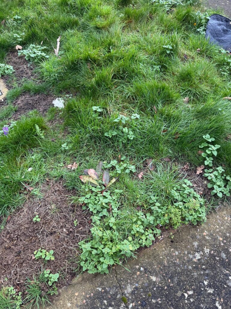 Front lawn Front lawn