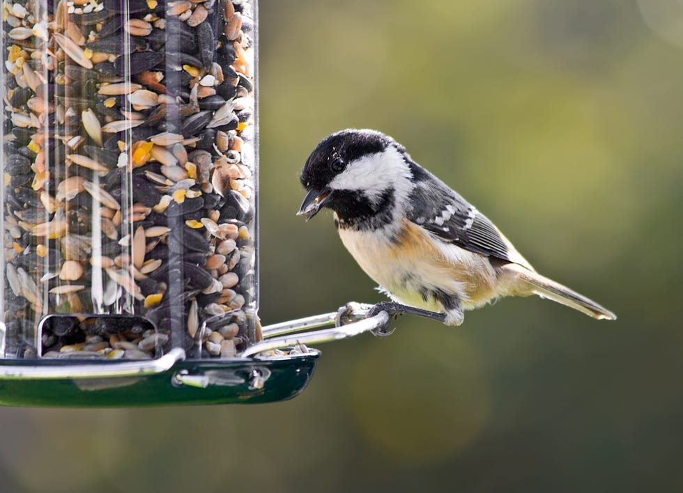Coal Tit on a bird feeder. coal tit feeding