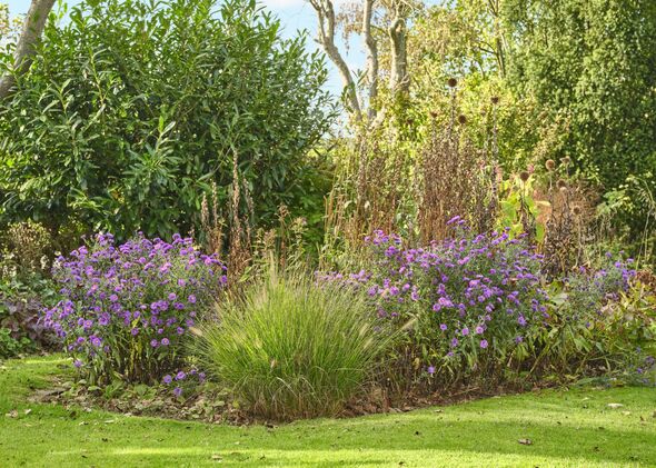 Colorful autumn garden in Denmark with purple asters and ornamental grasses, a peaceful sunlit border of shrubs and trees, and lush lawnâa serene, n Colorful autumn garden in Denmark with purple asters and ornamental grasses, a peaceful sunlit border of shrubs and trees, and lush lawnâa serene, n
