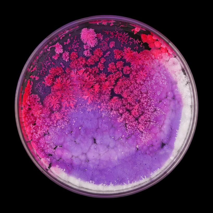 crystal garden seasons