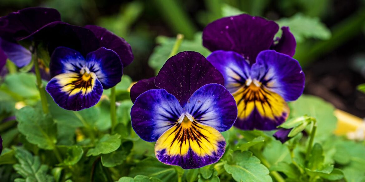 February Gardening Jobs To Do Now For A Better Spring