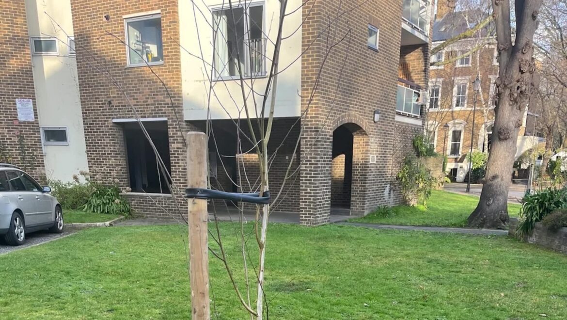 One Redditor shared photos of a newly planted birch tree, asking whether it had been planted too deeply.