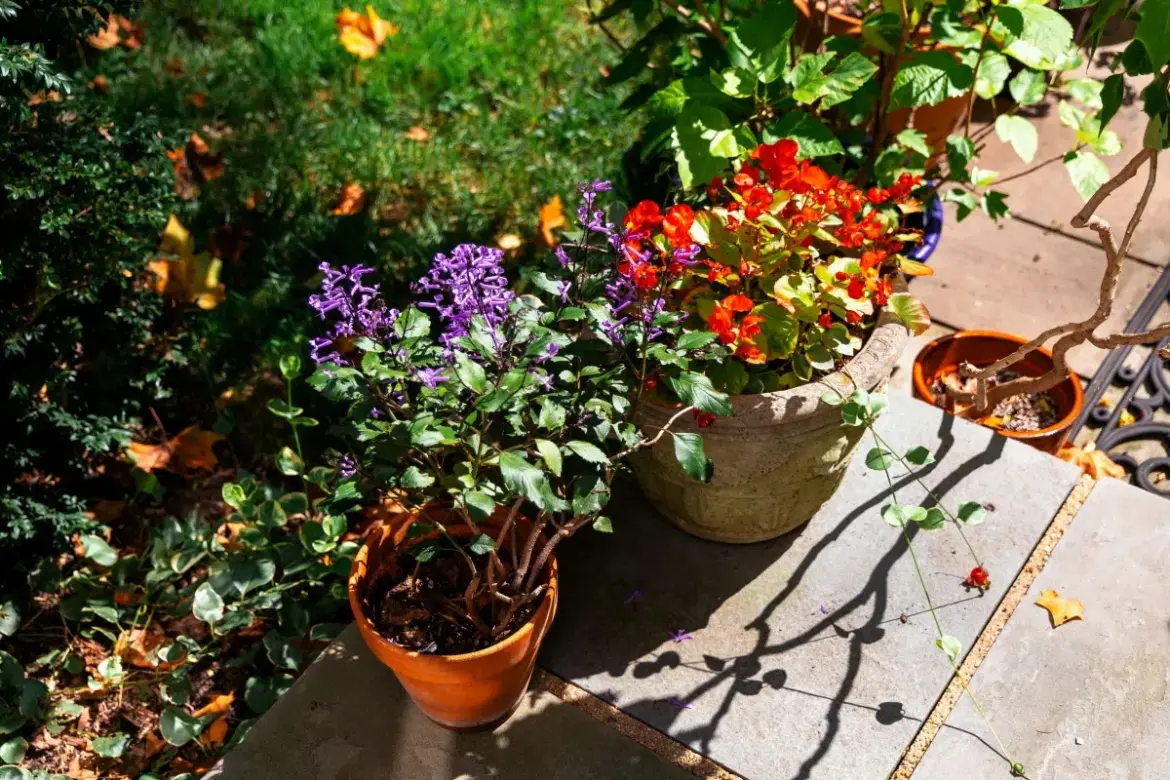 Extreme Summers and Resilient Gardens: How to Protect Plants from Heat Waves to Keep Them Healthy