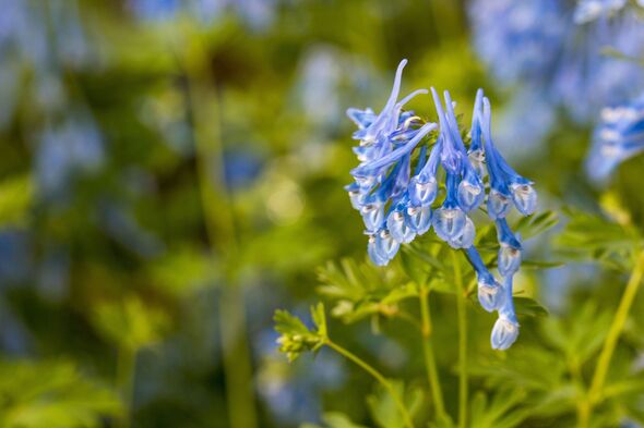 Corydalis flexuosa. blurred background with highlights and bokeh. close-up. colorful photo with natural lighting. Corydalis flexuosa. Corydalis. Papaveraceae Corydalis flexuosa. blurred background with highlights and bokeh. close-up. colorful photo with natural lighting. Corydalis flexuosa. Corydalis. Papaveraceae