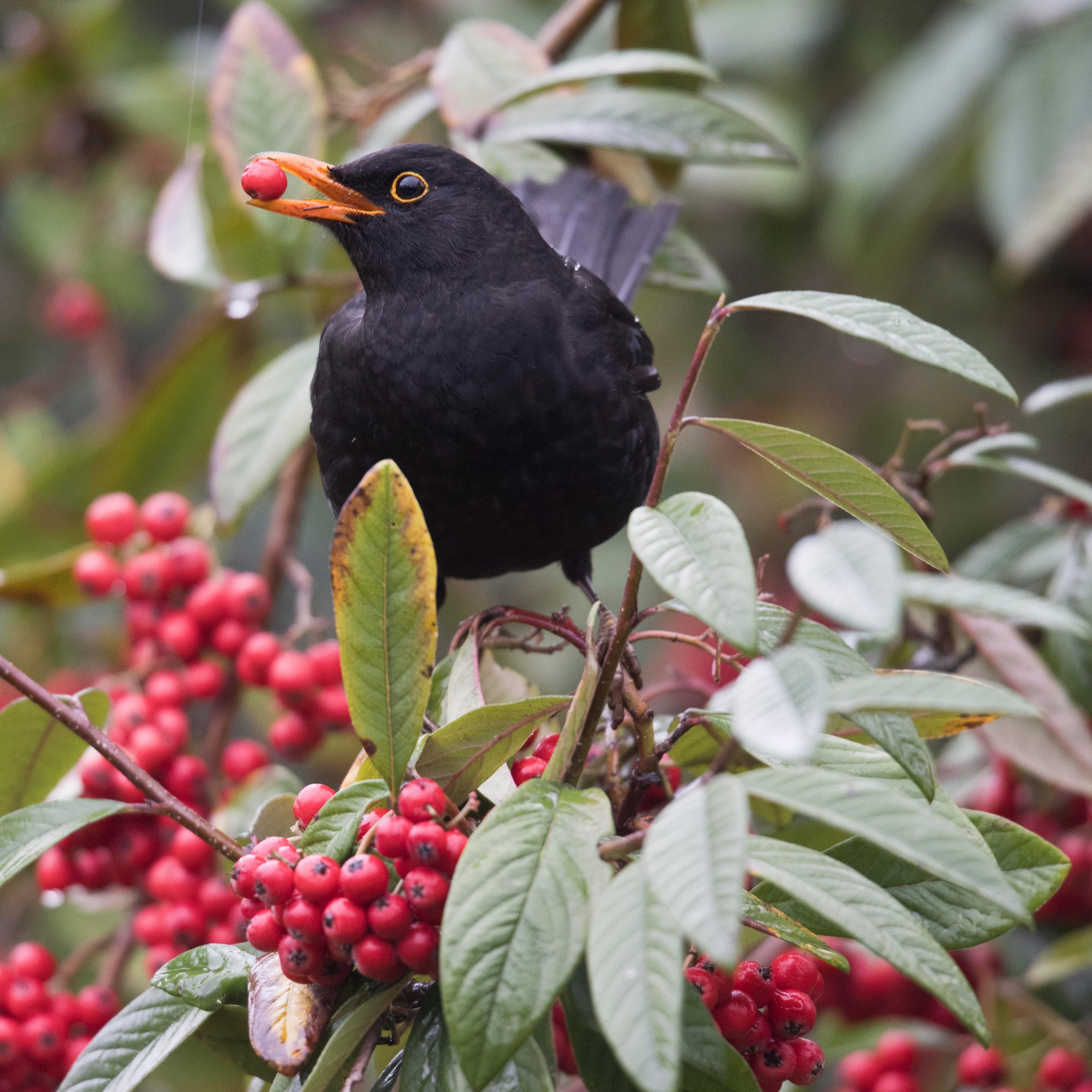 blackbird perched among red berries on a cotoneaster branch