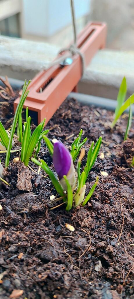 Purple Crocuses Blooming!