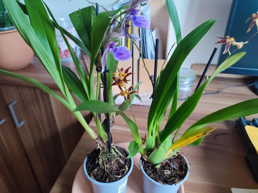 New orchids New orchids