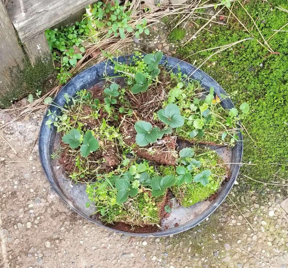 Can anyone identify these wild growing strawberries?