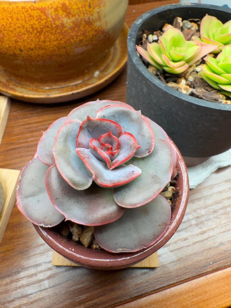 Echeveria ‘Persia’ Echeveria ‘Persia’