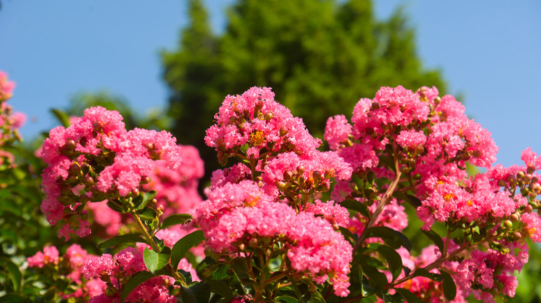 Bright pink crape myrtle flowers in the sun