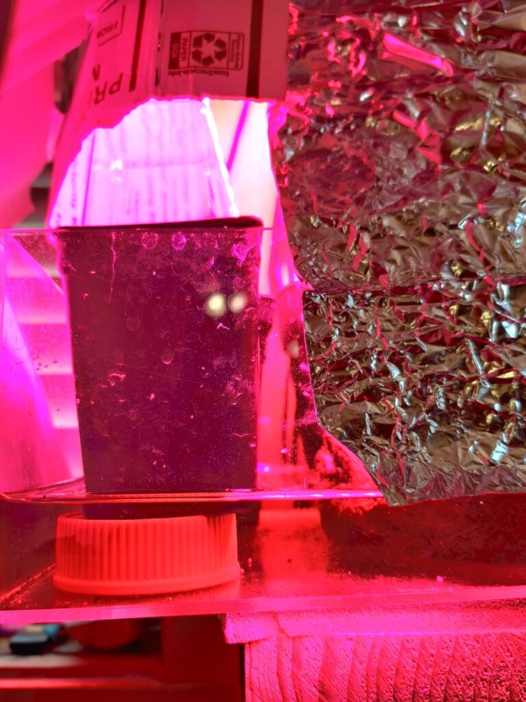 First time Cephalotus caretaker. Questions about repotting.