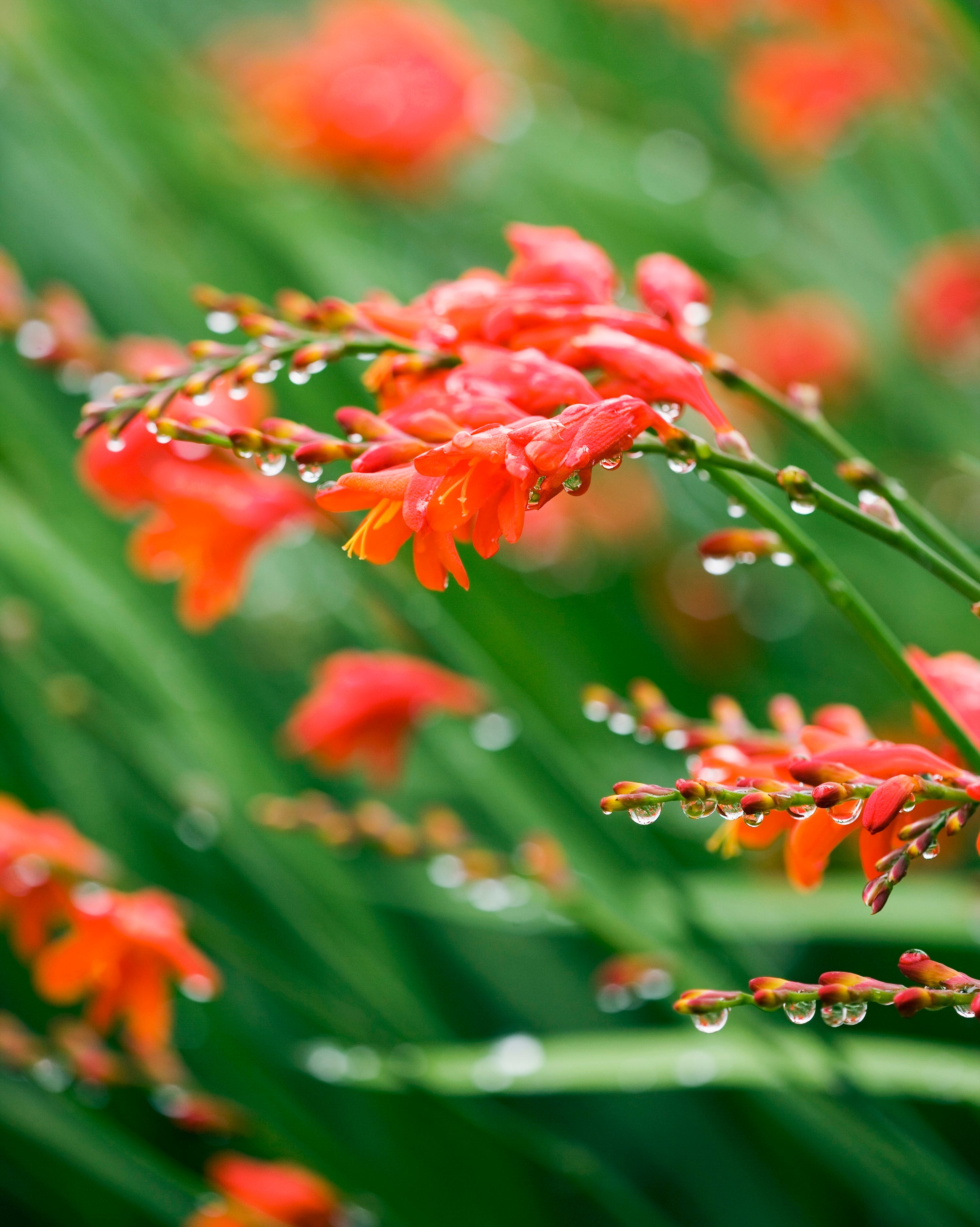crocosmia