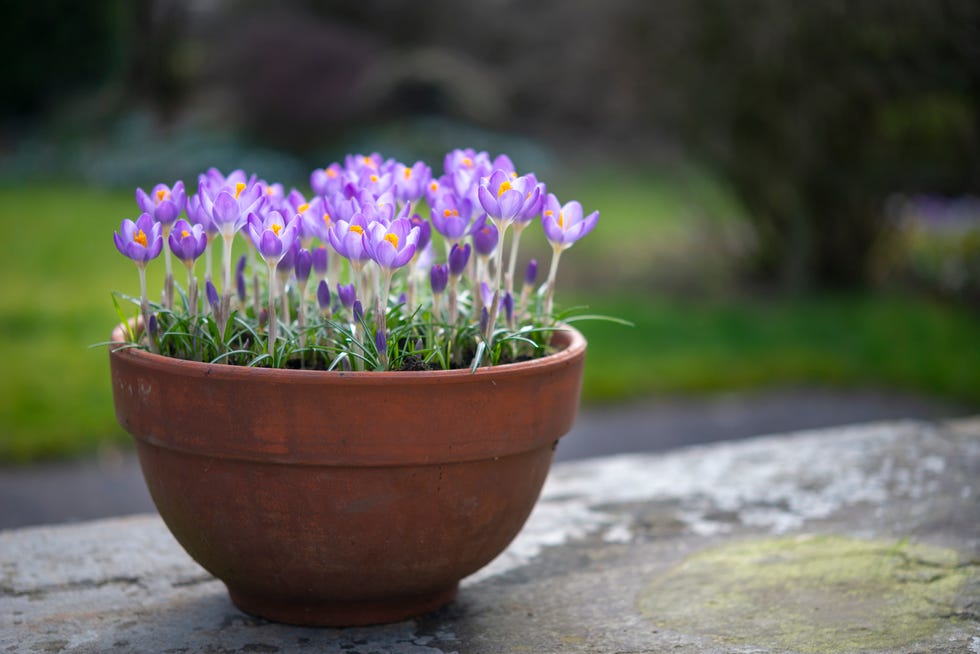 gorgeous species of crocus flowering in late february. here growing in a clay pot so the flowers can be enjoyed up close. gorgeous species of crocus flowering in late february. here growing in a clay pot so the flowers can be enjoyed up close.