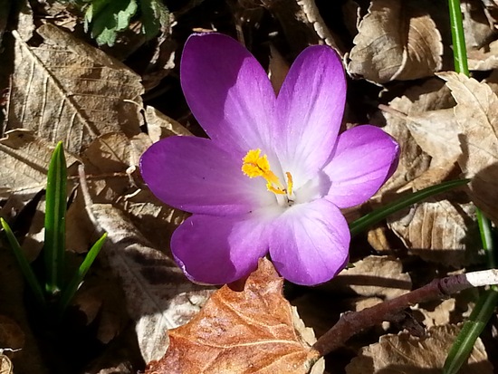 crocus4.23.14.jpg
