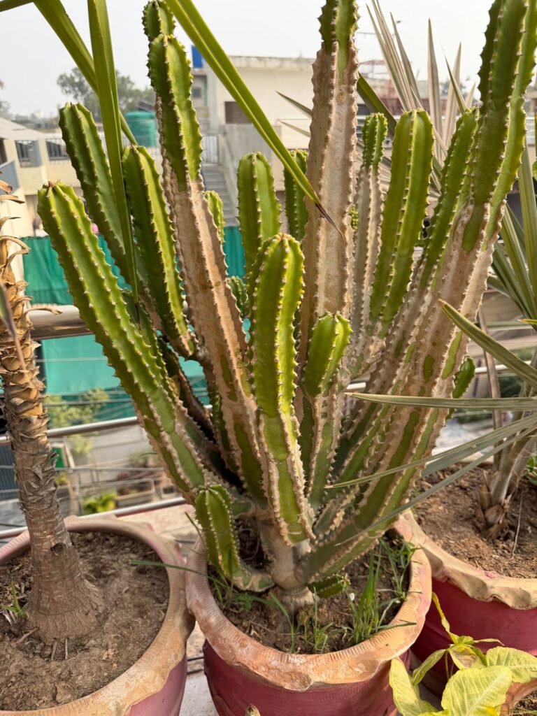 All the various cacti my mum has growing around her house