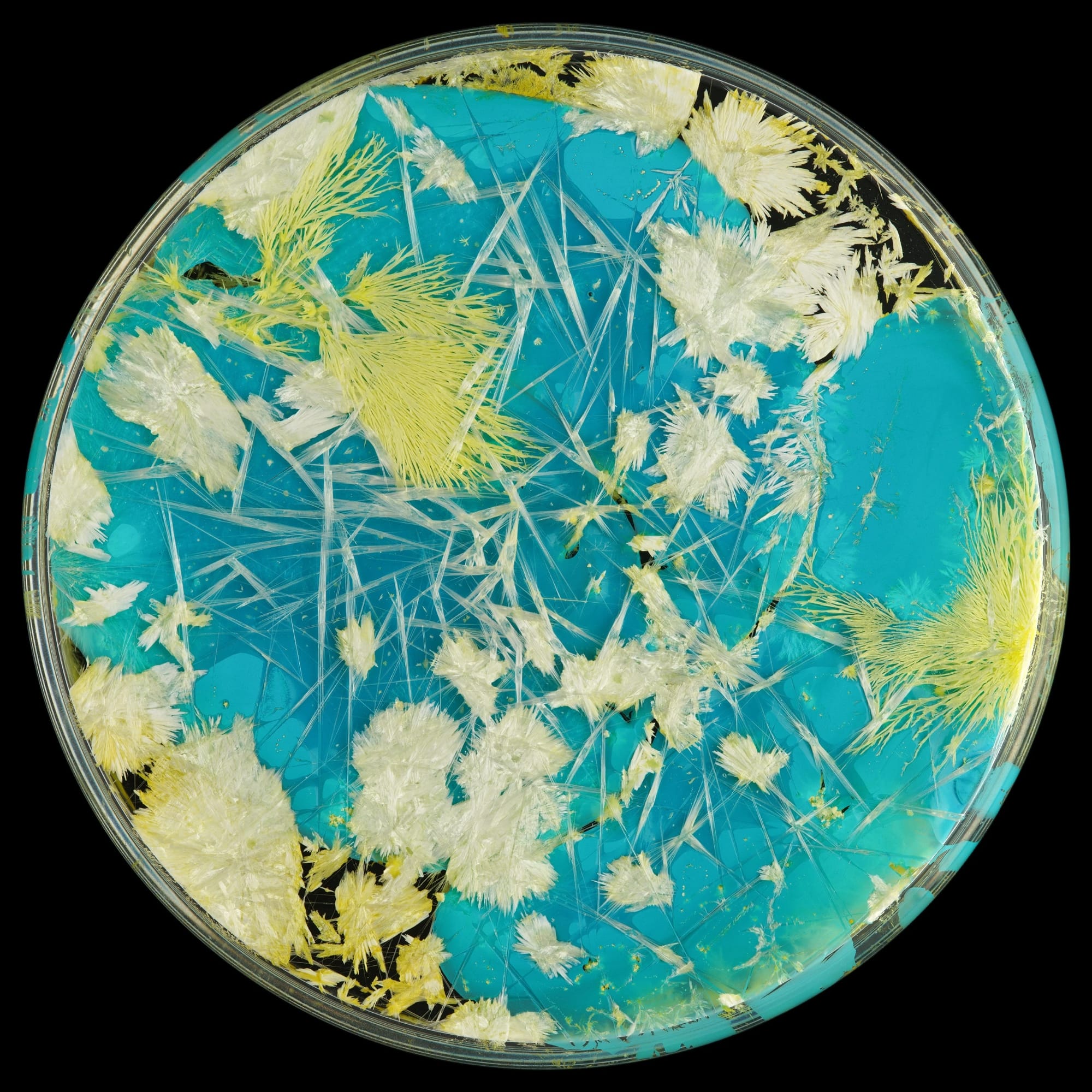 a blue and green crystal formation in a round petri dish