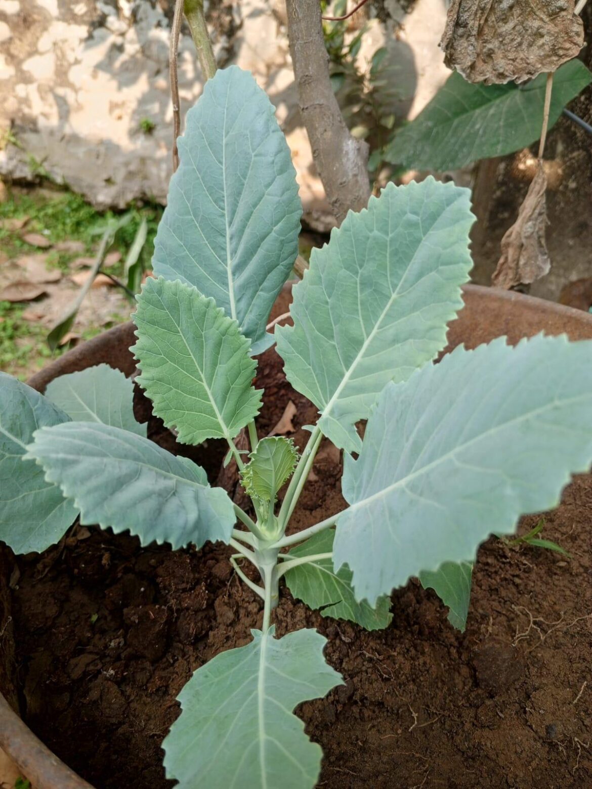 A little plant has popped up under my lemon tree 🌱 Can anyone help identify what plant this is?