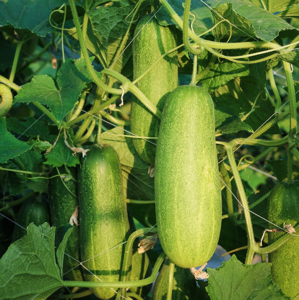 cucumber growth in field plant