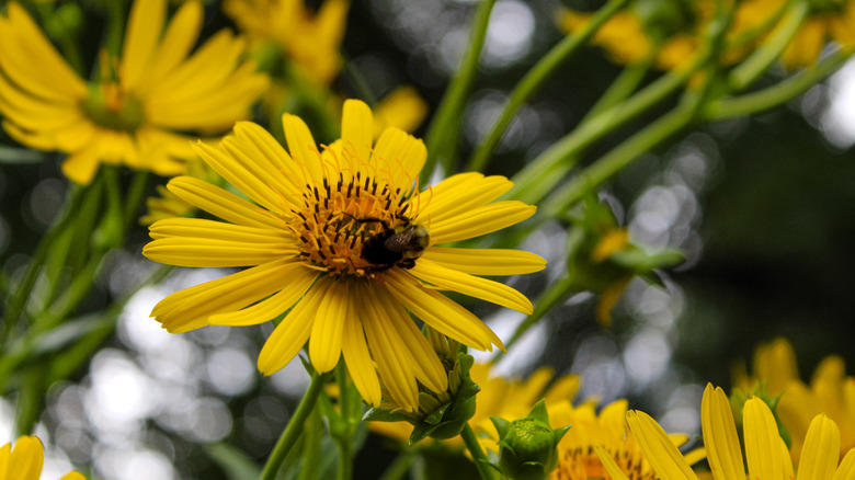 Yellow cup plant flower with a bumble bee