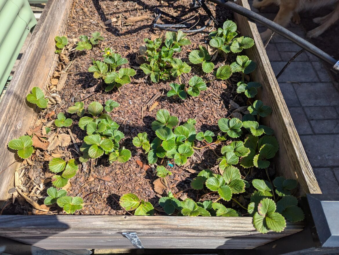 Need strawberry help
