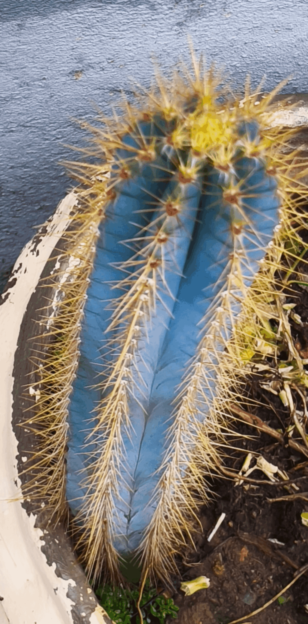 I'm unsure about the species.