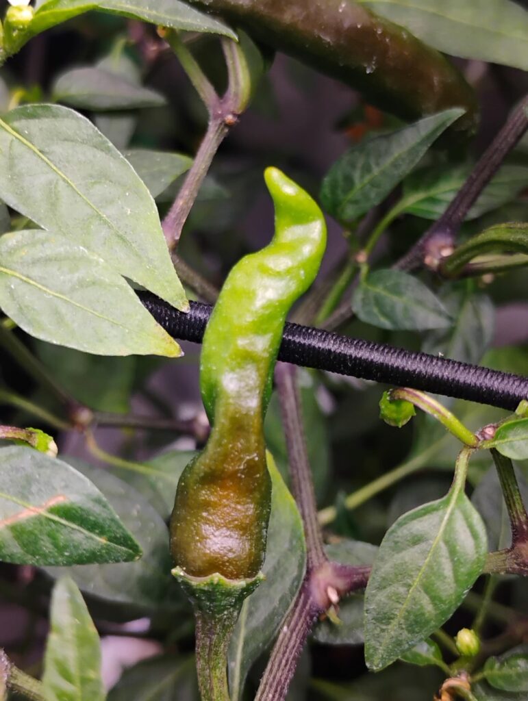 Pepper Love