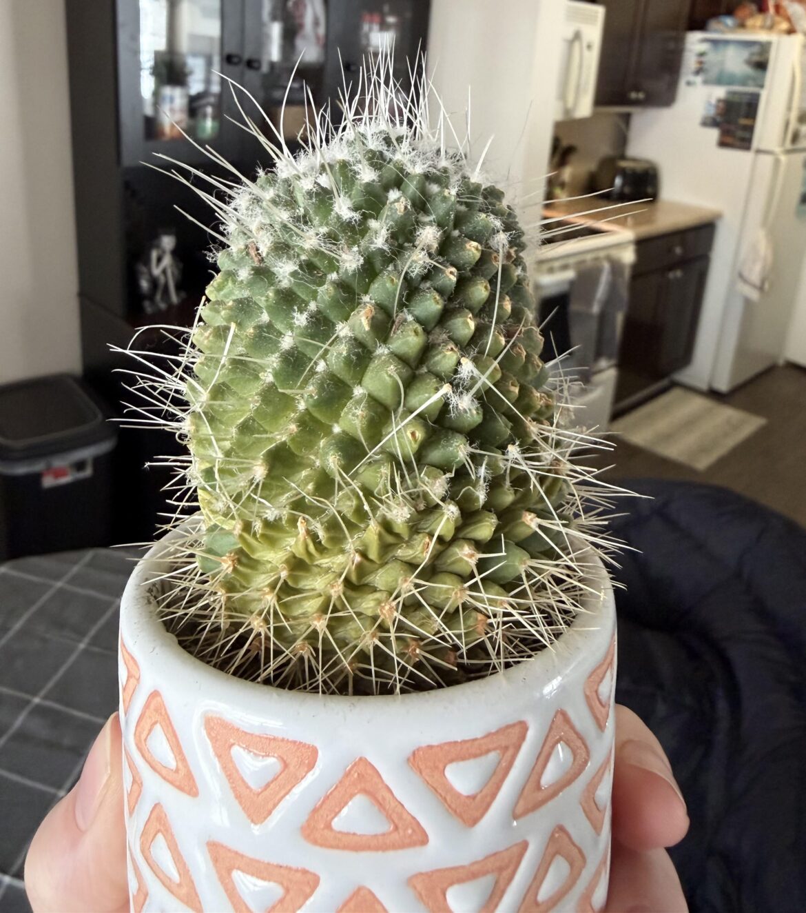 What’s wrong with my cactus?