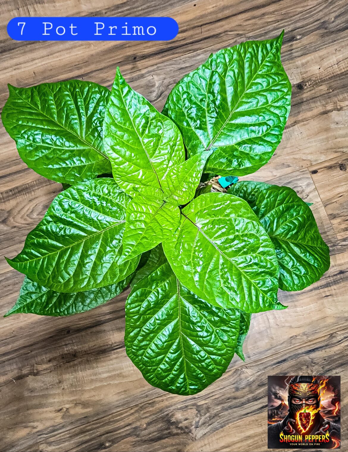 7 pot Primo