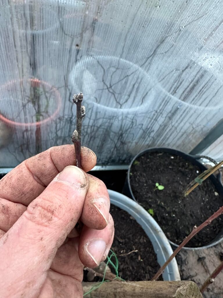 Does anyone know what’s happening to my peach tree?