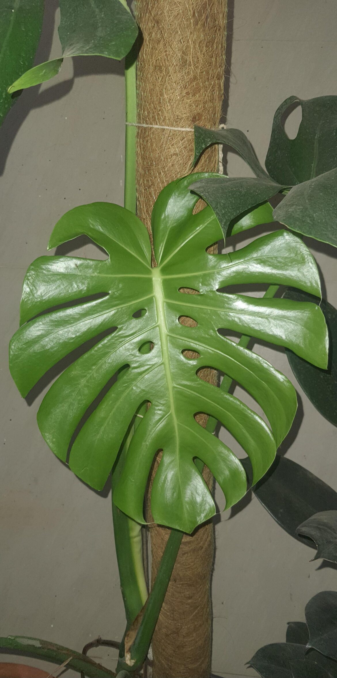 Perfect new leaf 🍀