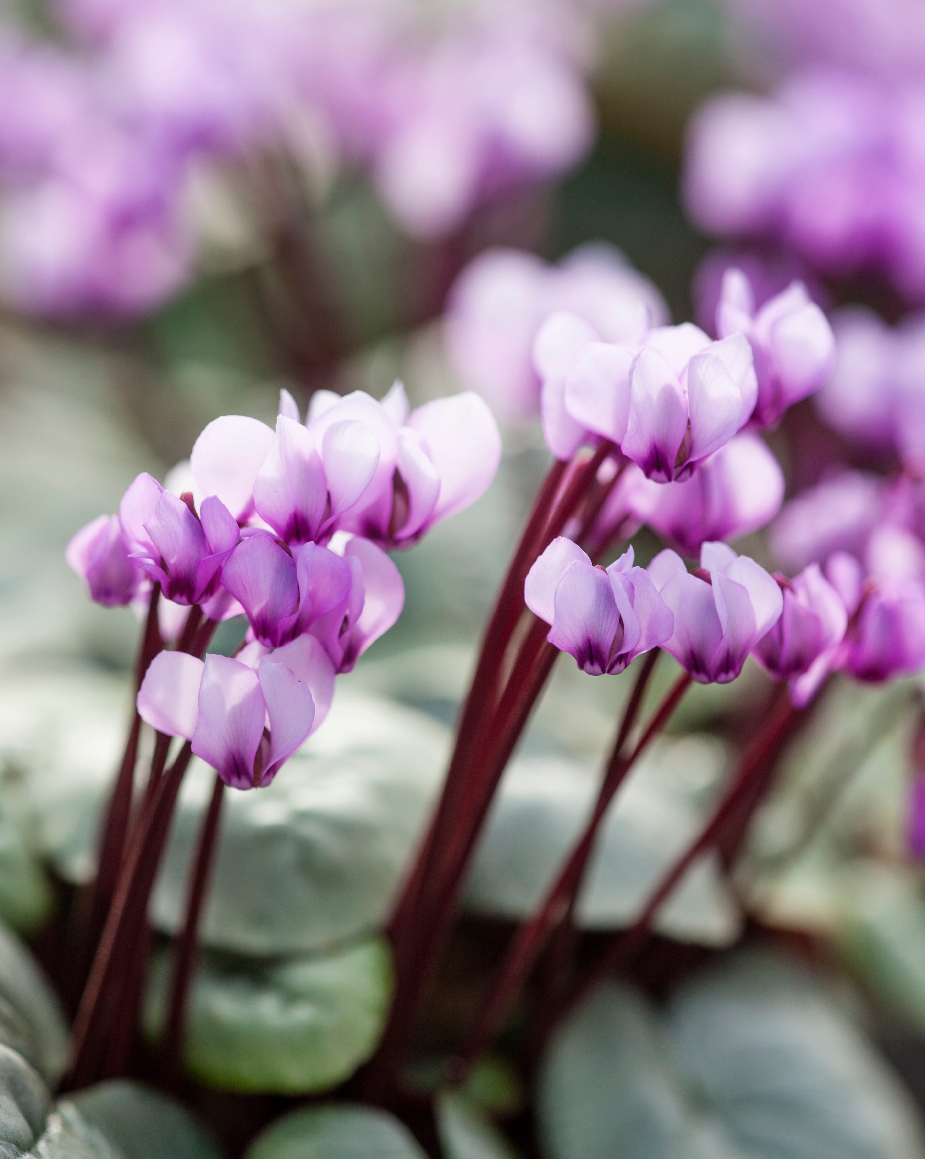 cyclamen flower