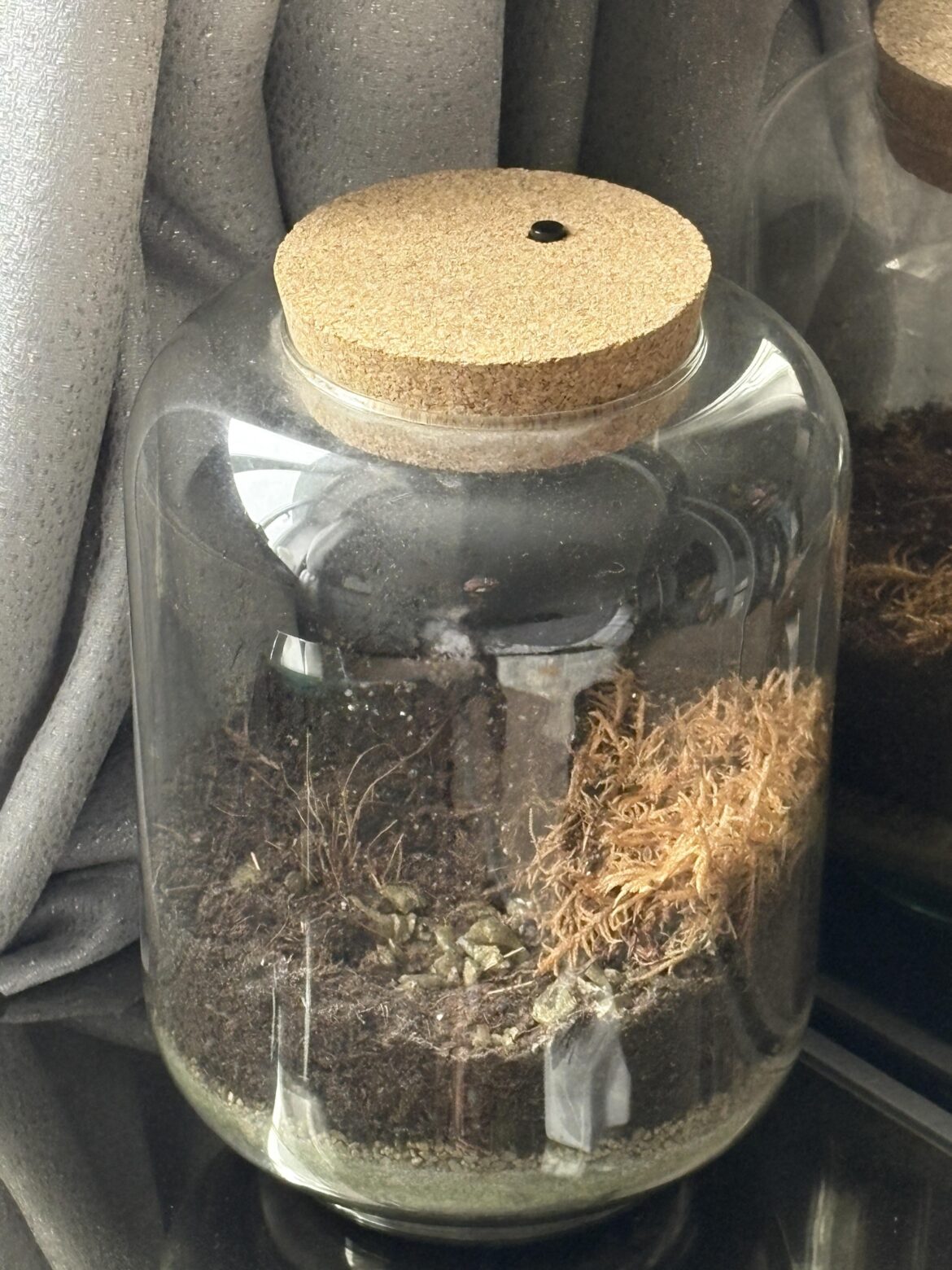 Can I use what’s left in this terrarium to start a new one? Can I use what’s left in this terrarium to start a new one?