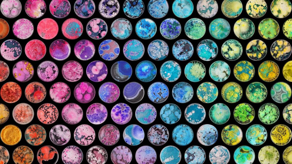 a collection of colorful crystals in petri dishes