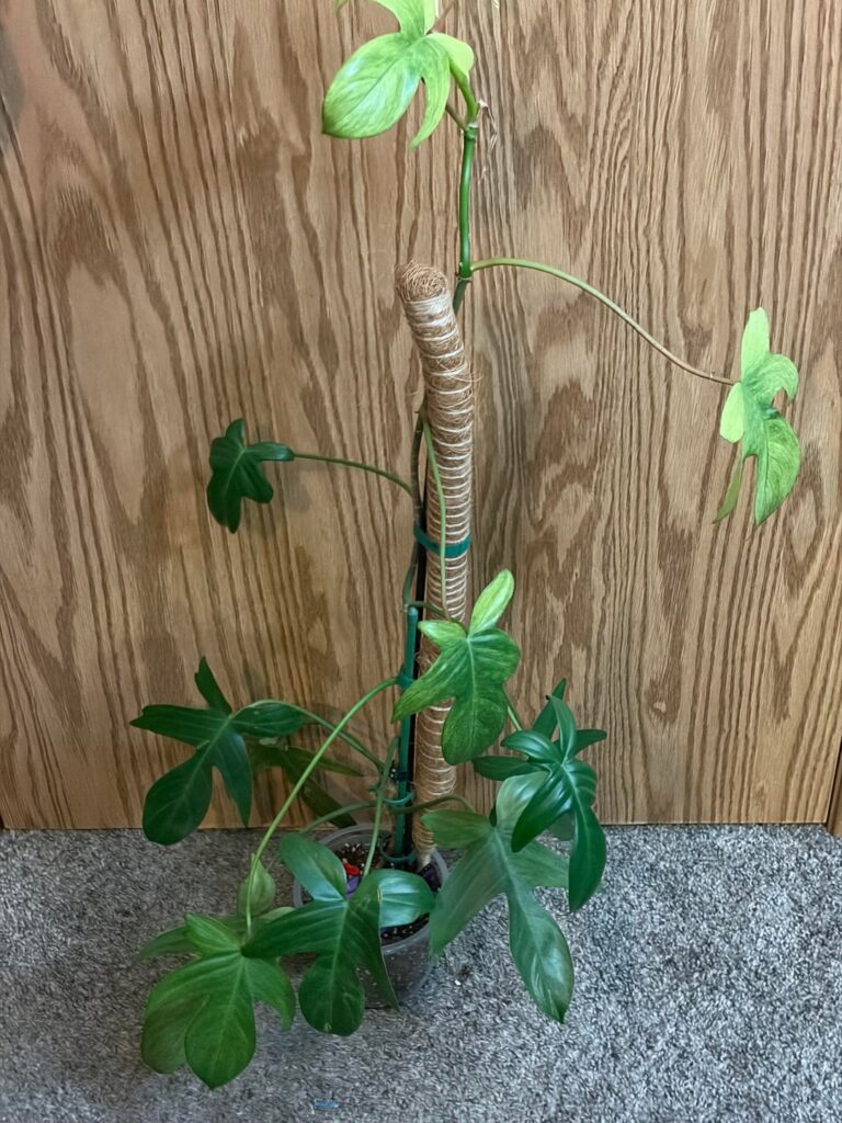 To propagate or not to propagate?