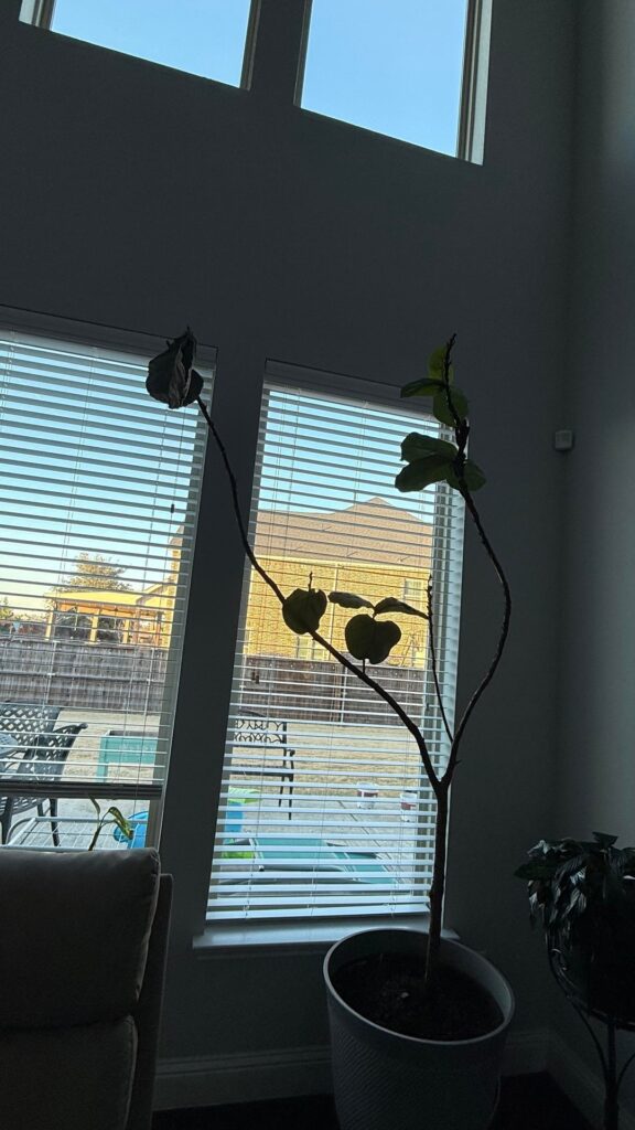 New fiddle leaf fig owner – Please advice New fiddle leaf fig owner - Please advice