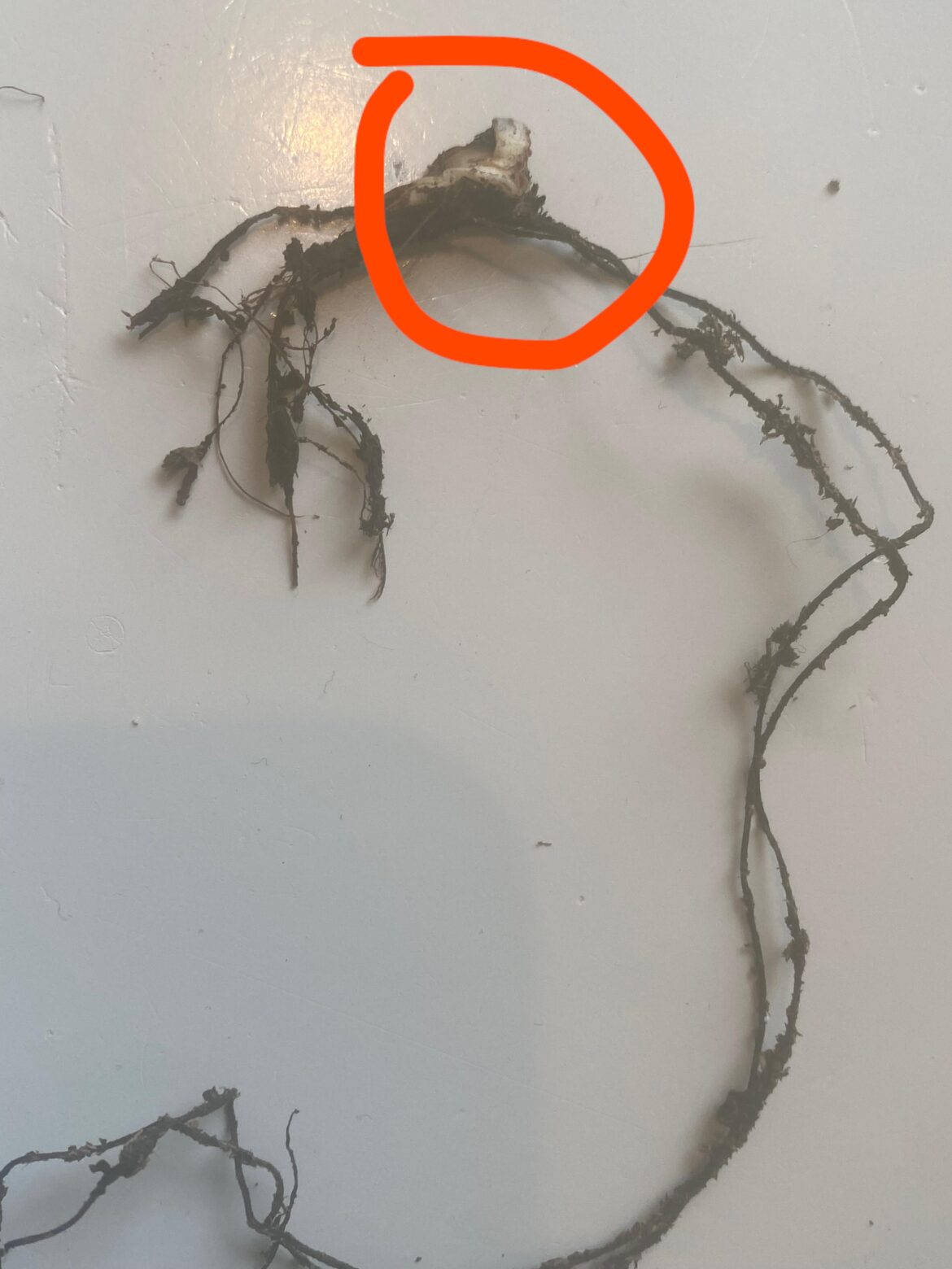 Found this while repotting Venus flytrap