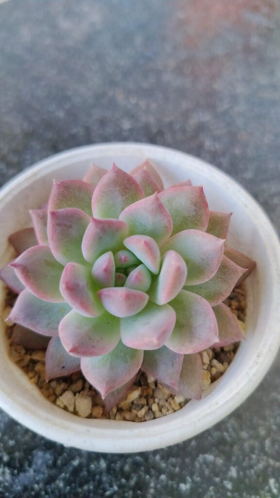 Plant identification